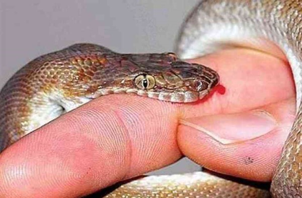 nằm mơ thấy rắn cắn tay mình ở ngón