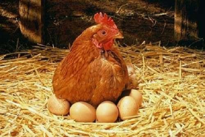 mơ thấy trứng gà nở đánh con gì